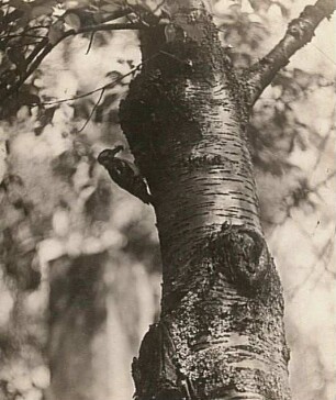 Buntspecht : Rochlitzer Berg. Buntspecht (Dendrocopos major L.) an der Nisthöhle in einem Kirschbaum.