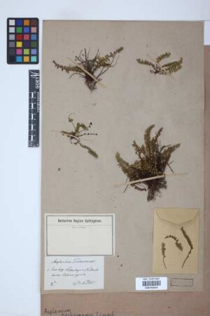 Asplenium trichomanes L.
