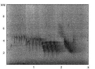 Buchfink | Fringilla coelebs - Gesang