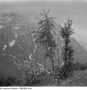 Bäume in den Alpen