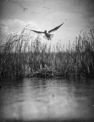 Lachmöwe (Larus ridibundus L.), zum Nest fliegend