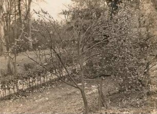 Mittelsohland. Blühender Seidelbaststrauch (Daphne mezereum L.) im Garten der Schule