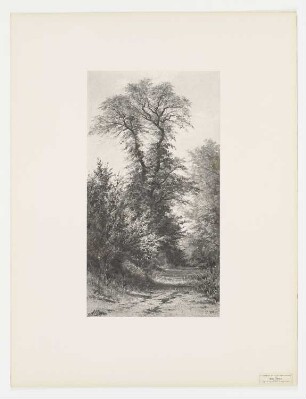 Étude d’ormes, Blatt 21 der Folge "Le paysage au fusain"
