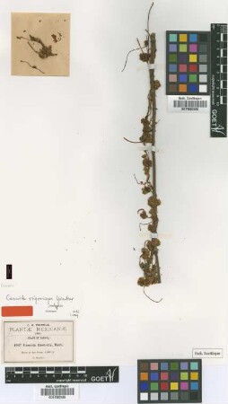 Cuscuta tinctoria Mart.