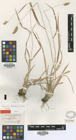 Cynosurus echinatus L. var. Not on sheet perennis