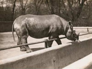 Dresden, Tiergartenstraße. Zoologischer Garten. Afrikanisches Spitzmaulnashorn (Diceros bicornis ), männlich, etwa vierjährig, namens "Heini", importiert März 1928