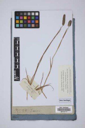 Phleum alpinum L.