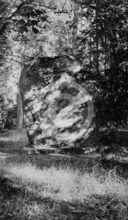 Wald Groß-Essern