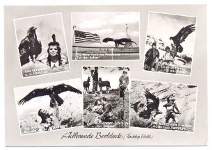 Adlerwarte. Berlebeck. Tableau mit 6 Aufnahmen aus Filmen mit Beteiligung des Steinadlers Peter. Rückseite unbeschriftet