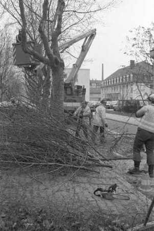 Baumpflegearbeiten des Städtischen Gartenbauamts im Karlsruher Stadtgebiet