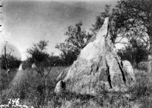 Landschaft am Letaba : Termitenhügel in einer Savannenlandschaft