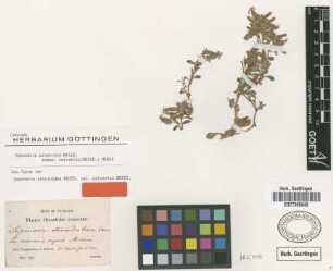 Saponaria atocioides Boiss. var. Boiss. calvertii[isotype]