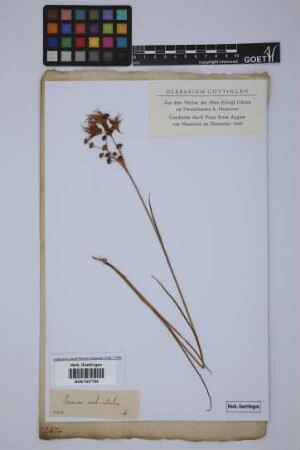 Juncus articulatus L.