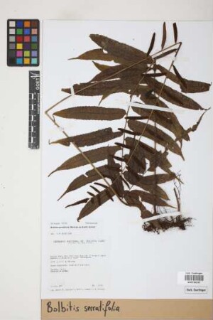 Bolbitis serratifolia (Mertens) Schott, 1834