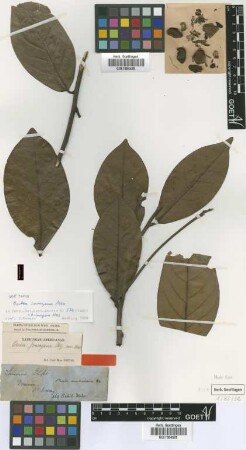 Ocotea imrayana Mez [type]