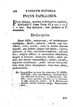 Fucus papillosus