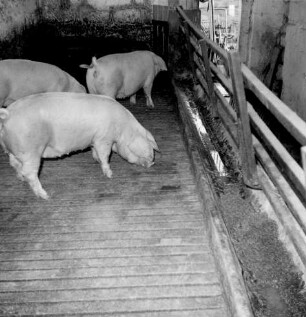 Vollspaltenboden für Mastschweine