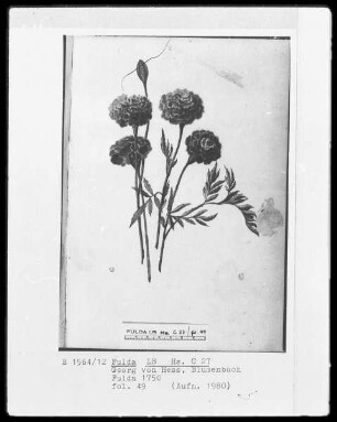Georg Friedrich Heß, Blumenbuch — Nelken, Folio 49recto