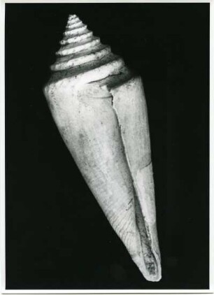 Conus, versteinert, Folkestone, England