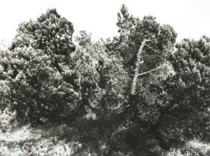 Bergkiefer (Pinus mugo) im Georgenfelder Hochmoor