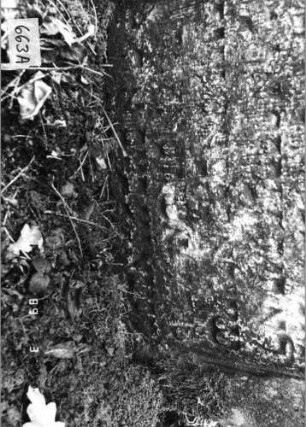Grabstein 663 (Index: 99752432) Material: Sandstein Zustand: verwittert/Textverlust/Stele eingesunken Maße HxBxT: 87x63x10 cm Beschreibung: Stele, Konvexbogenabschluß, Schriftfeld eingetieft Symbolik: Blume, Ranken: Grabstein 663A