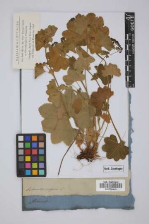 Alchemilla vulgaris L.
