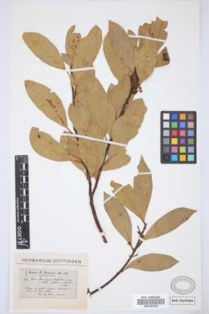 Laurus canariensis Webb & Berth.