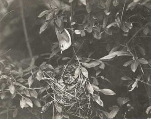 Sumpfrohrsänger (Acrocephalus palustris Bechst.) kommt zum Füttern auf das Nest