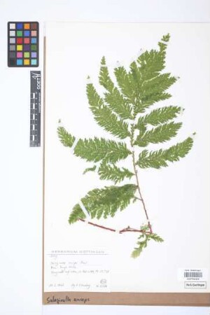 Selaginella anceps (C.Presl) C.Presl