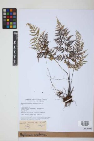 Asplenium cristatum Lam.