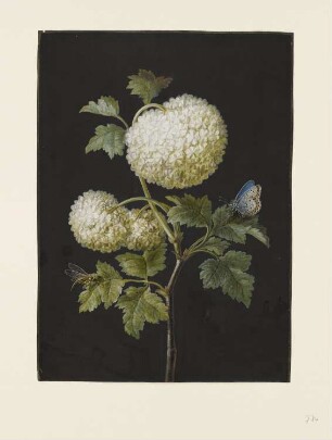 Schneeball mit einem blassblauen Schmetterling und Libellen