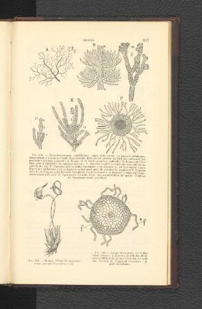 Fig. 526. - Coupe tranversale de la tige d' une mousse: