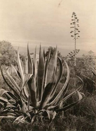 Agave in Juan-les-Pins, südlich von Antibes