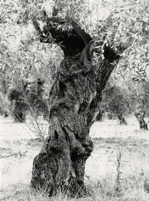 Olivenbaum