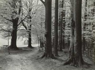 Technikgeschichte | Forstwirtschaft, Jagdwesen | Forstwirtschaft | Waldtypen | Teil I