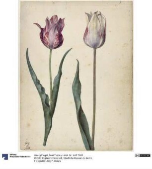 Zwei Tulpen