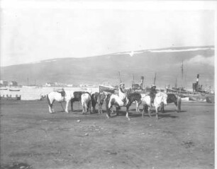Akureyri (Island). Gesattelte Pferde (mit zwei reitenden Mädchen) und Fischereihafen gegen die in den Eyjafjord vorspringende Landzunge mit der Strandgata