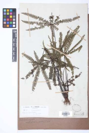 Adiantopsis radiata