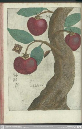 M. Su-Pim. Fructus Sinicus