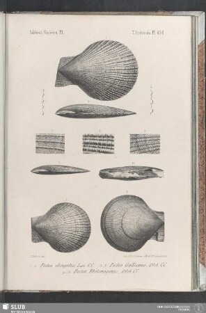 Pl. 436