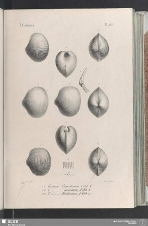 Pl. 256