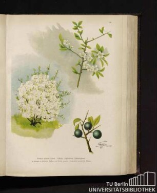 Prunus spinosa Linné. Schlehe, Schlehdorn, Schwarzdorn.