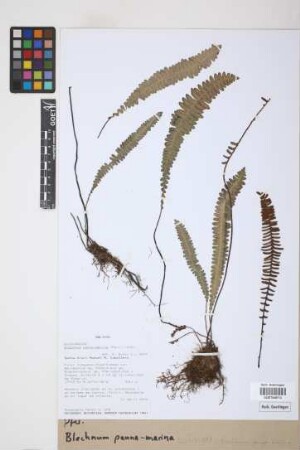 Blechnum penna-marina (Poir.) Kuhn
