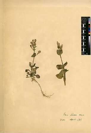 Caryophyllaceae Silene Atocion Murray, Johann Andreas (1740 - 1791)