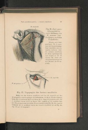 Fig. 17. Topographie der Incisura mandibulae.