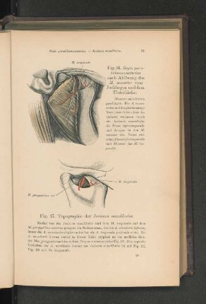 Fig. 17. Topographie der Incisura mandibulae.
