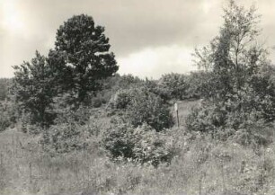Am Rande des Lugsteinmoores bei Zinnwald