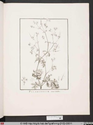 PELARGONIUM senecioides [Storchenschnabelgewächs].