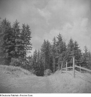 Waldweg