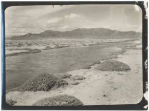 Polsterflur in der Pampa zwischen Cerro Oruro und Challacollo